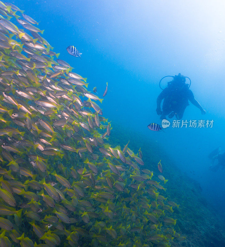 水下呼吸器潜水员在鱼群中的大眼鲷(Lujanus lutjanus)鱼